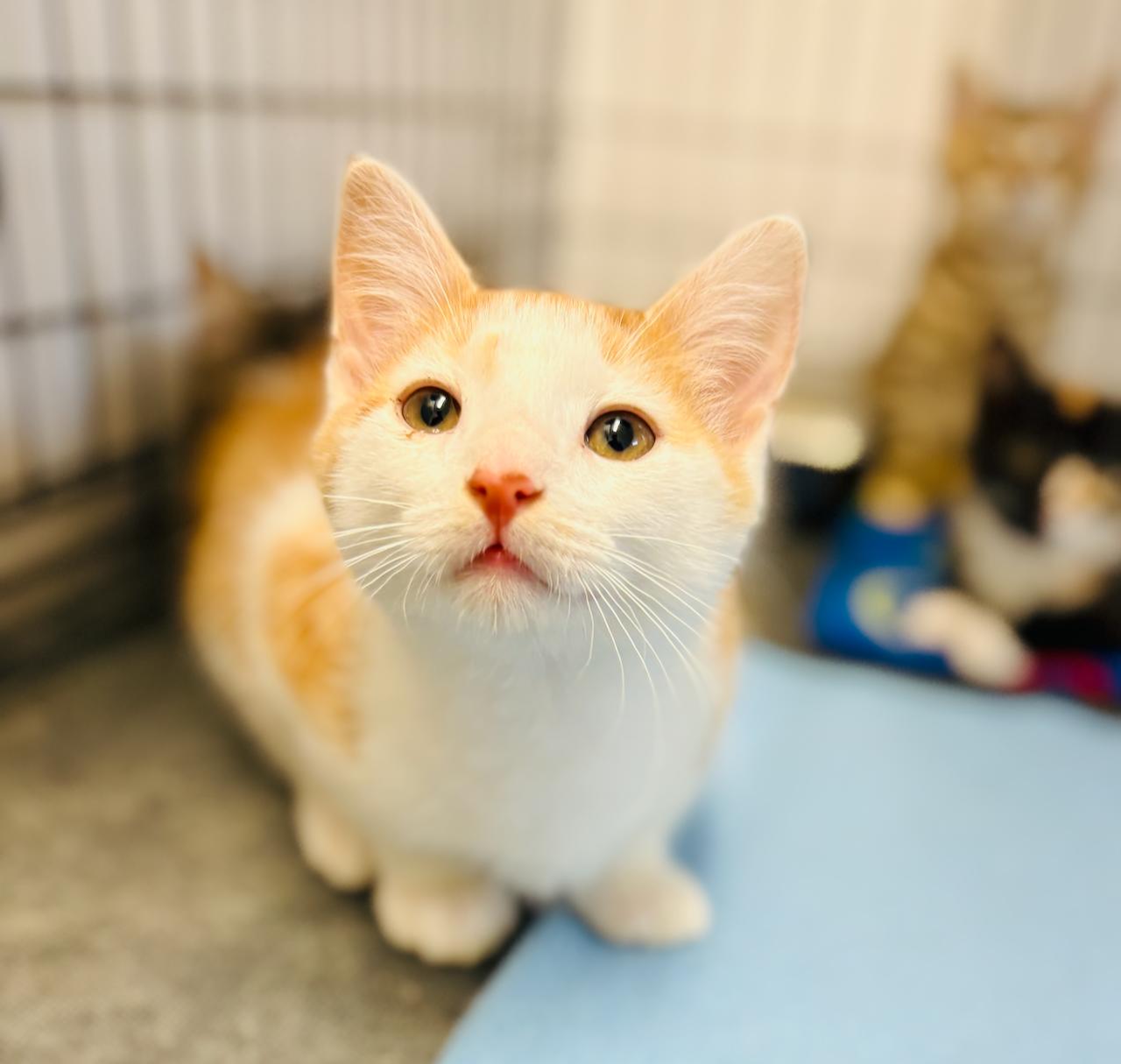Sammy, an adoptable Domestic Short Hair in St Stephen, NB, E3L 2X2 | Photo Image 1