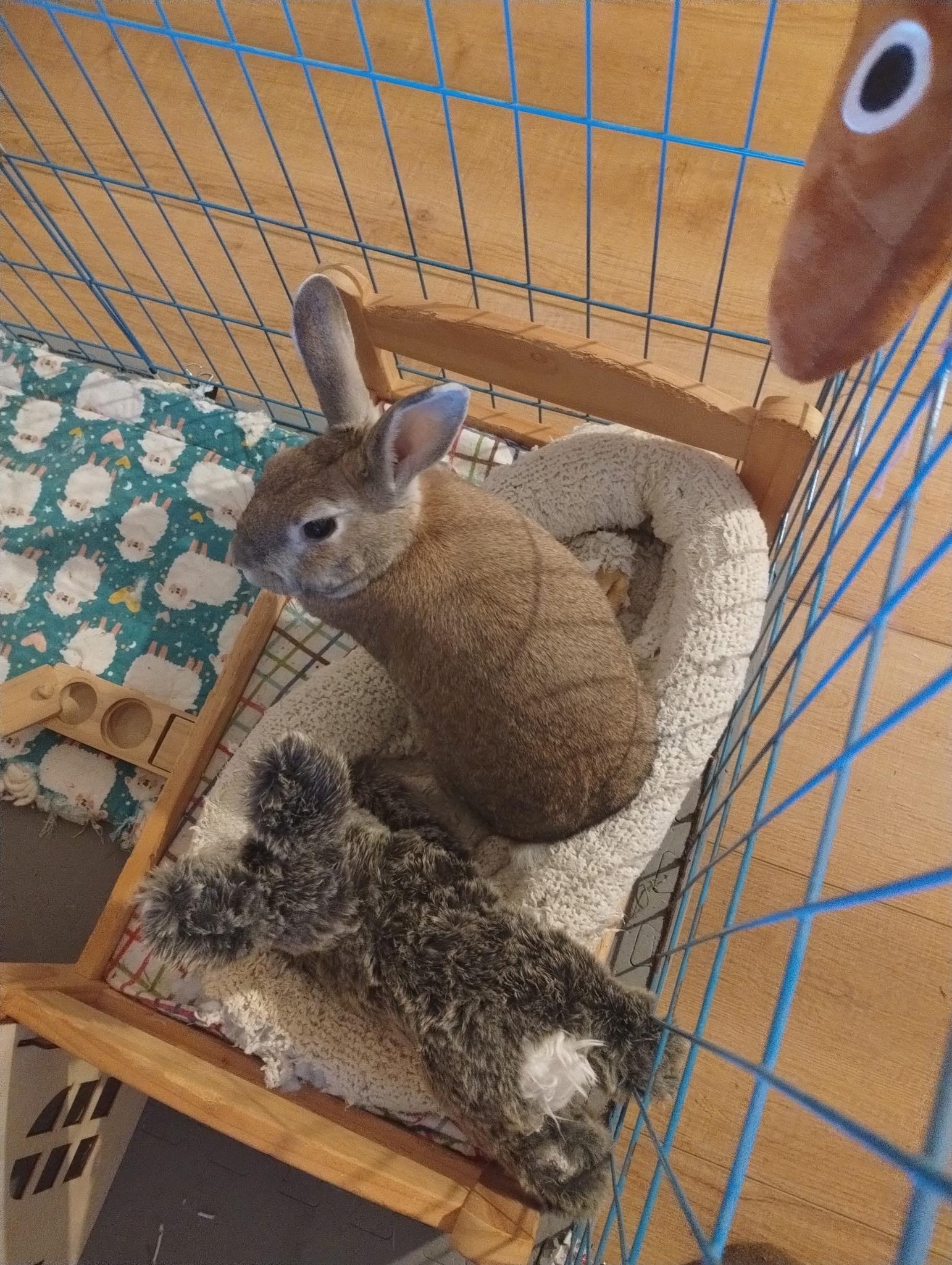 Flori, Adoptable, Senior Female American.