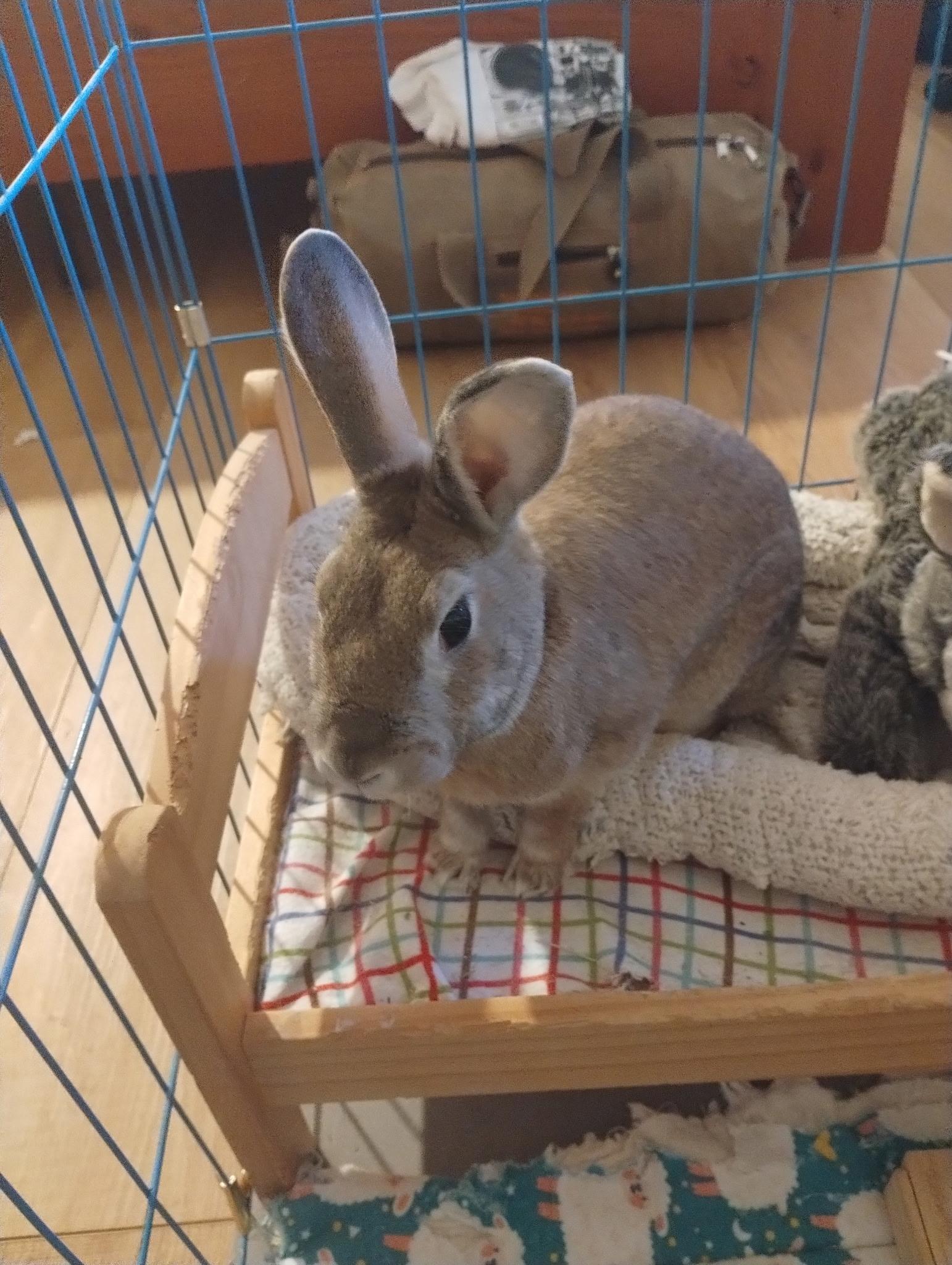 Flori, adopted, Senior Female American.