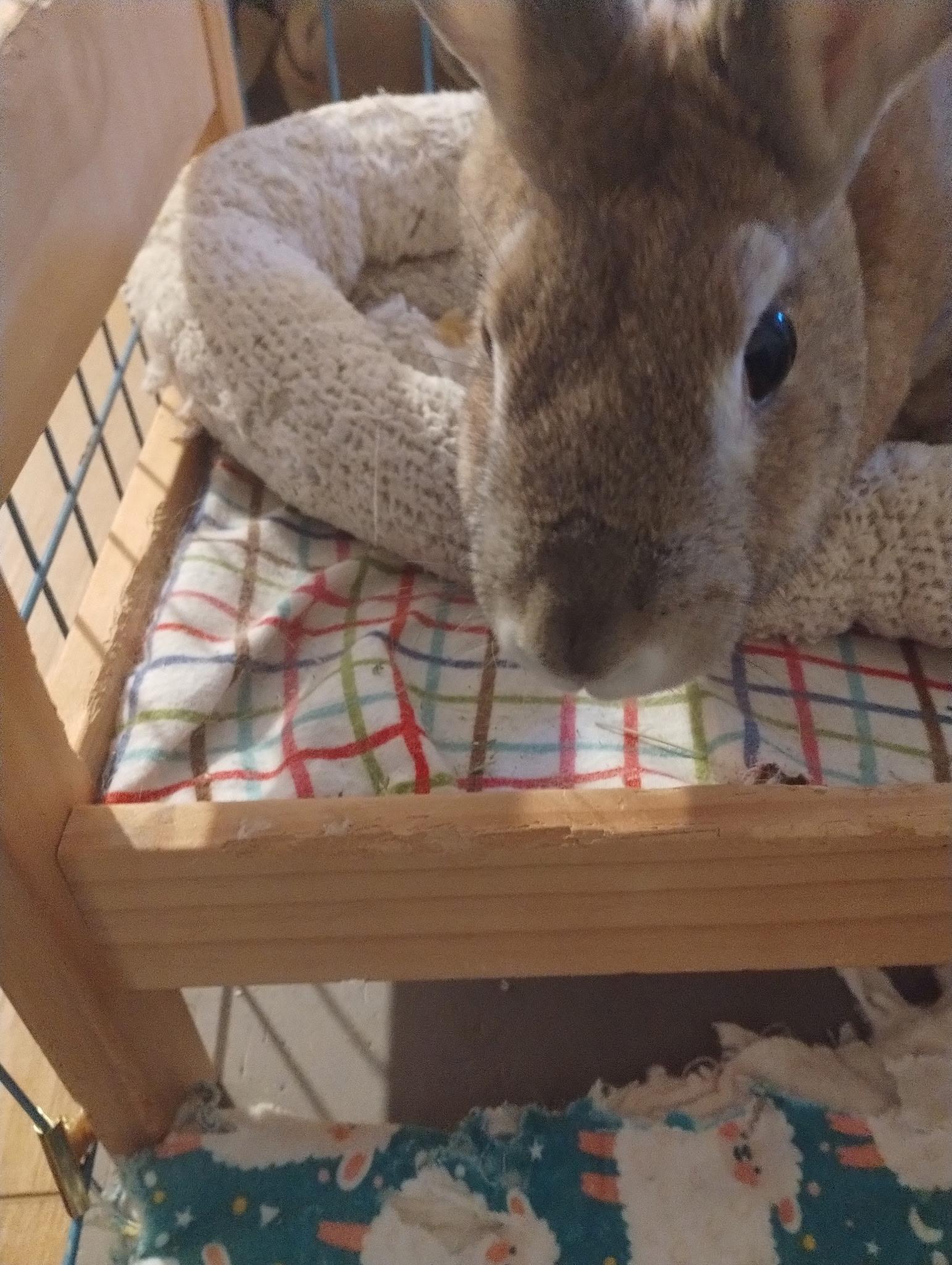 Enlarge Flori, a Adoptable American in Carnation, WA image 3/4