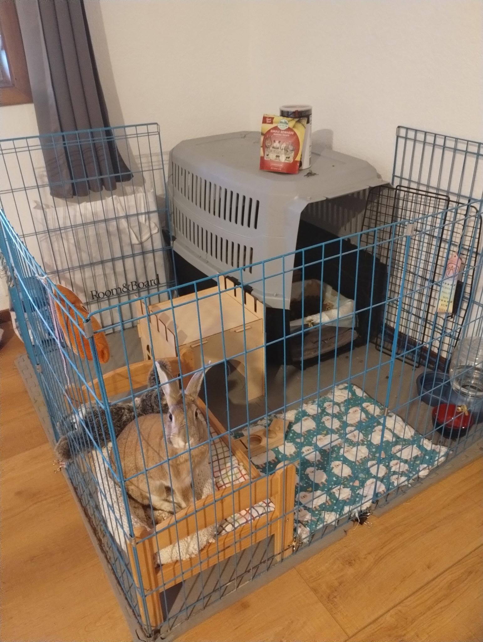 Enlarge Flori, a Adoptable American in Carnation, WA image 4/4