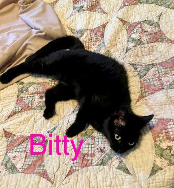 Bitty, an adoptable Domestic Short Hair in Fern Park, FL_image-1
