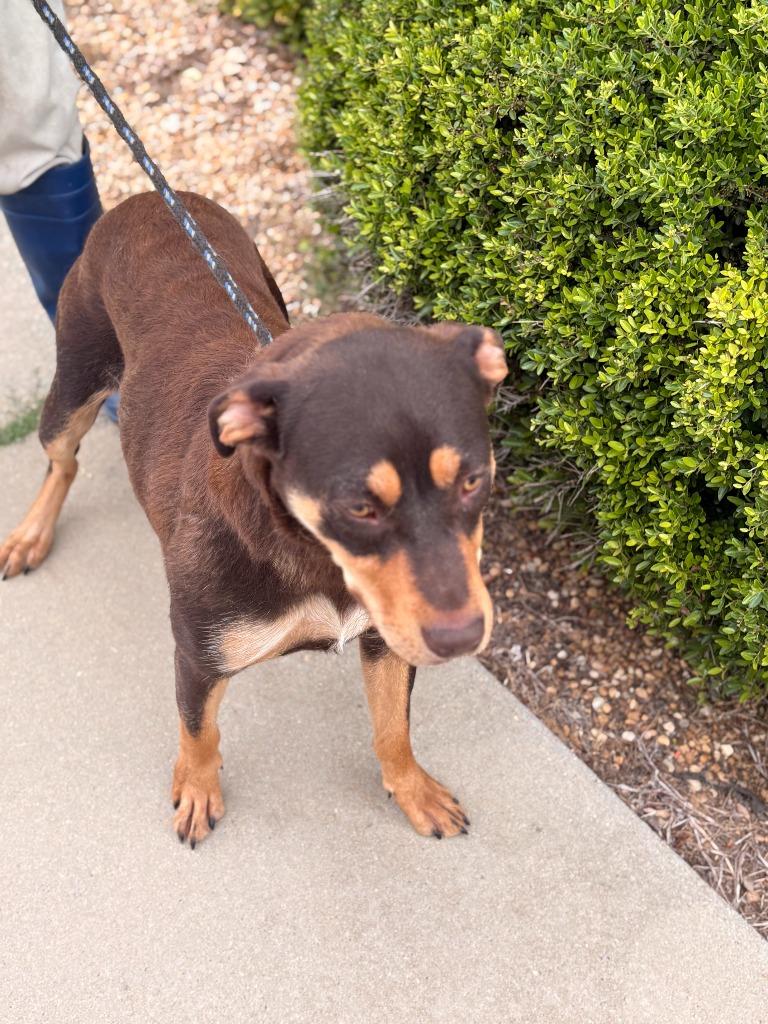 Hershey, Adoptable, Adult Female Mixed Breed.
