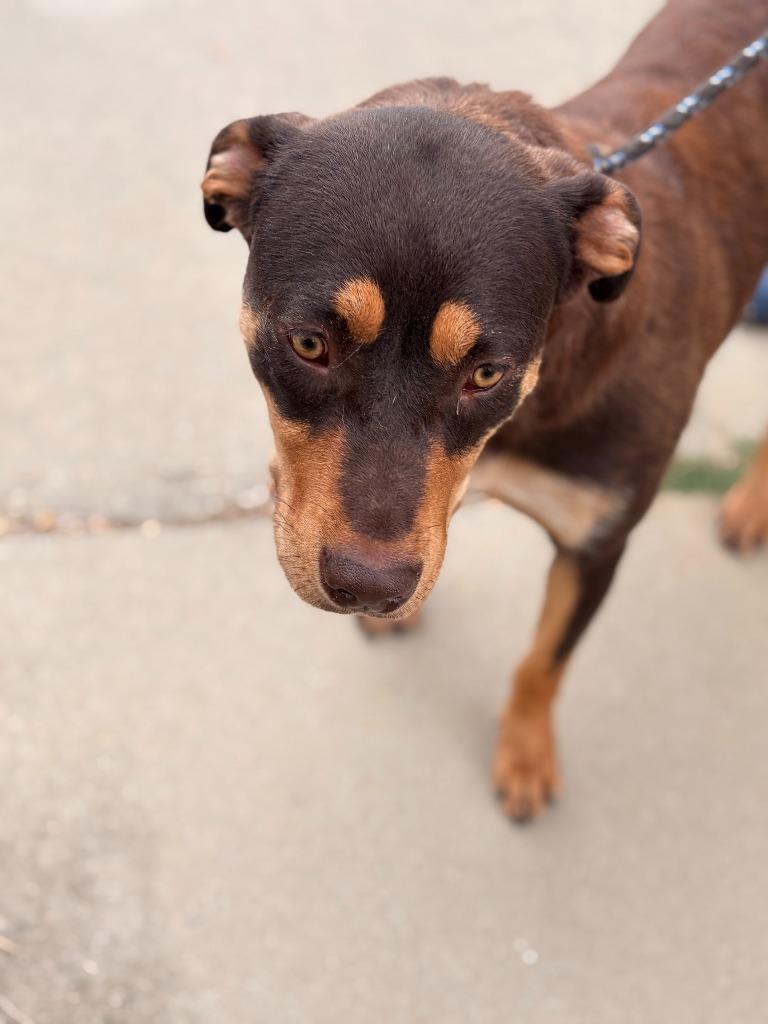 Hershey, a Adoptable mixed breed in Effingham, SC image 2/3