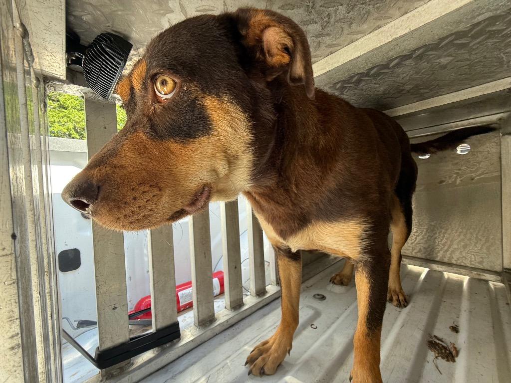 Hershey, a Adoptable mixed breed in Effingham, SC image 3/3