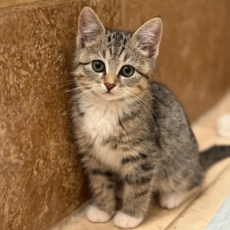 Enlarge Mojave, a Adoptable Domestic Short Hair in Los Angeles, CA image 1/1