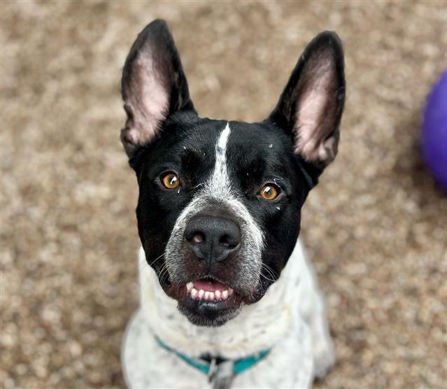LEO, Adoptable, Adult Male Pit Bull Terrier & Australian Cattle Dog / Blue Heeler.