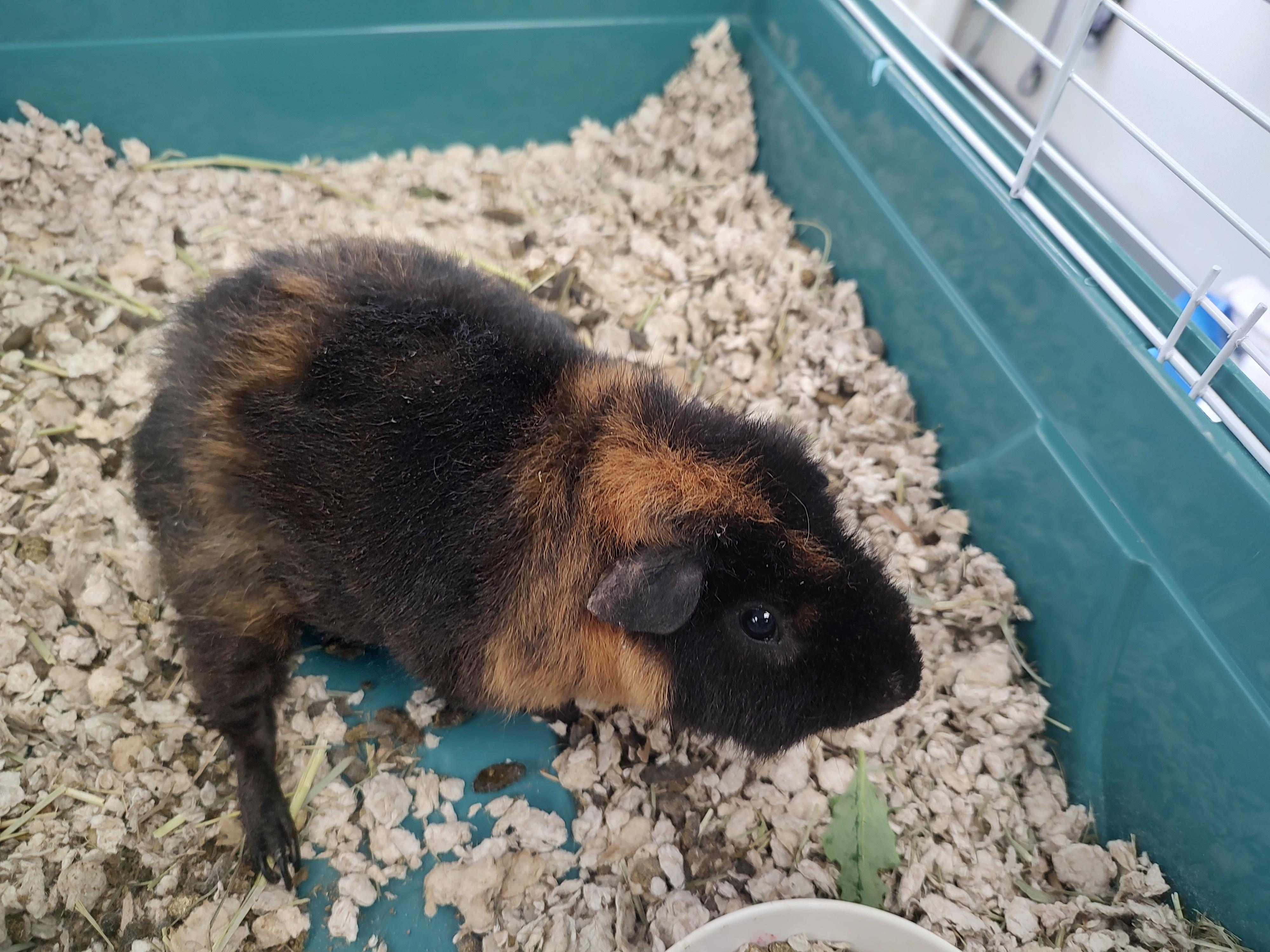 Enlarge Leslie, a Adoptable Guinea Pig in Newburgh, NY image 1/1