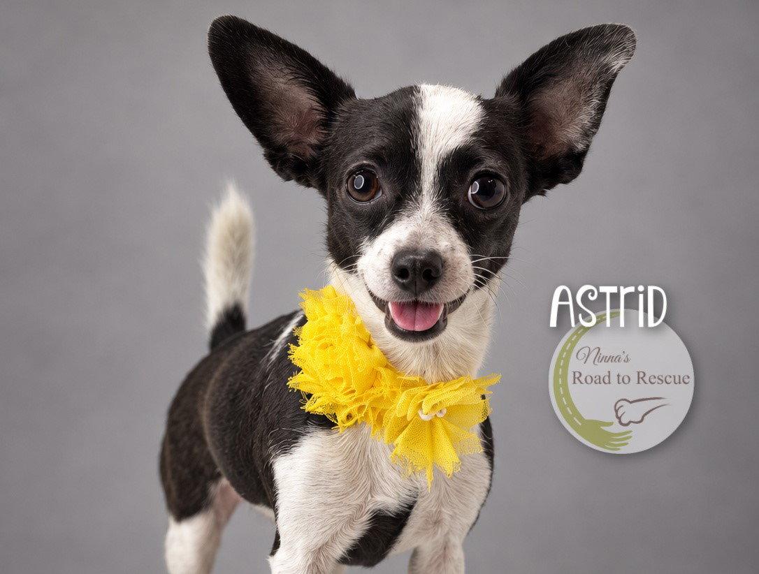 Astrid, Adoptable, Adult Female Chihuahua.