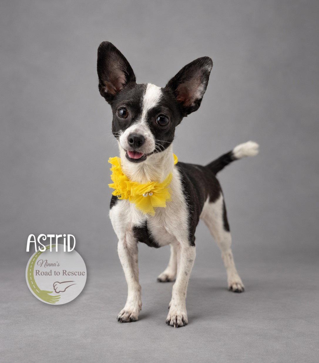 Enlarge Astrid, a Adoptable Chihuahua in Benton, LA image 2/2