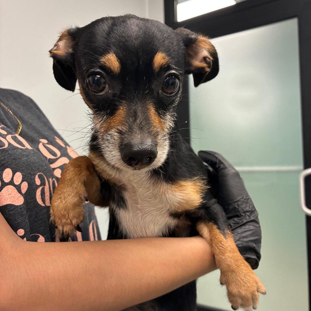 Tramp, Adoptable, Adult Male Chihuahua.