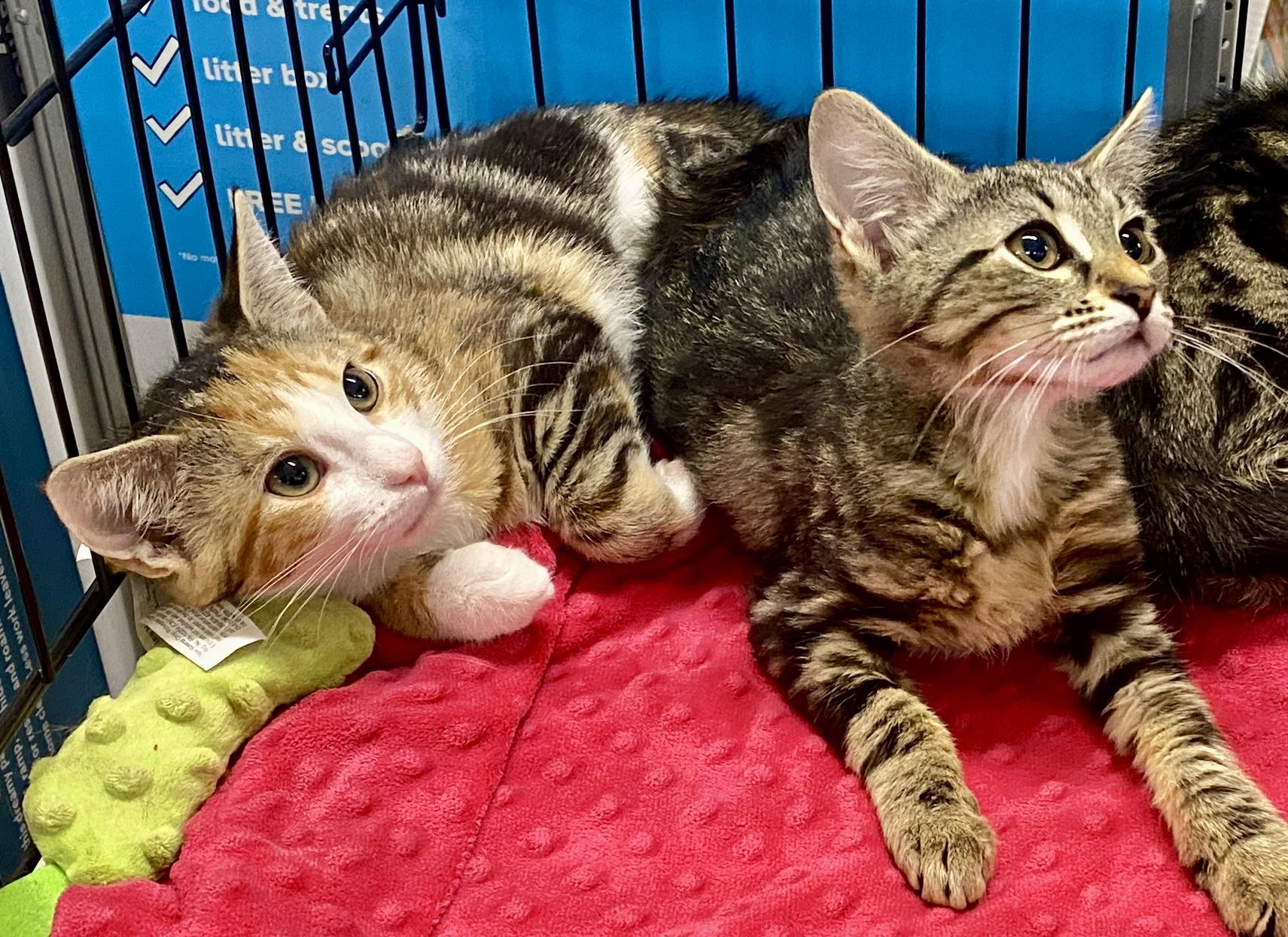 Marzipan, Yarrow & Linnea, ADOPTABLE, Kitten Female Calico & Tabby.
