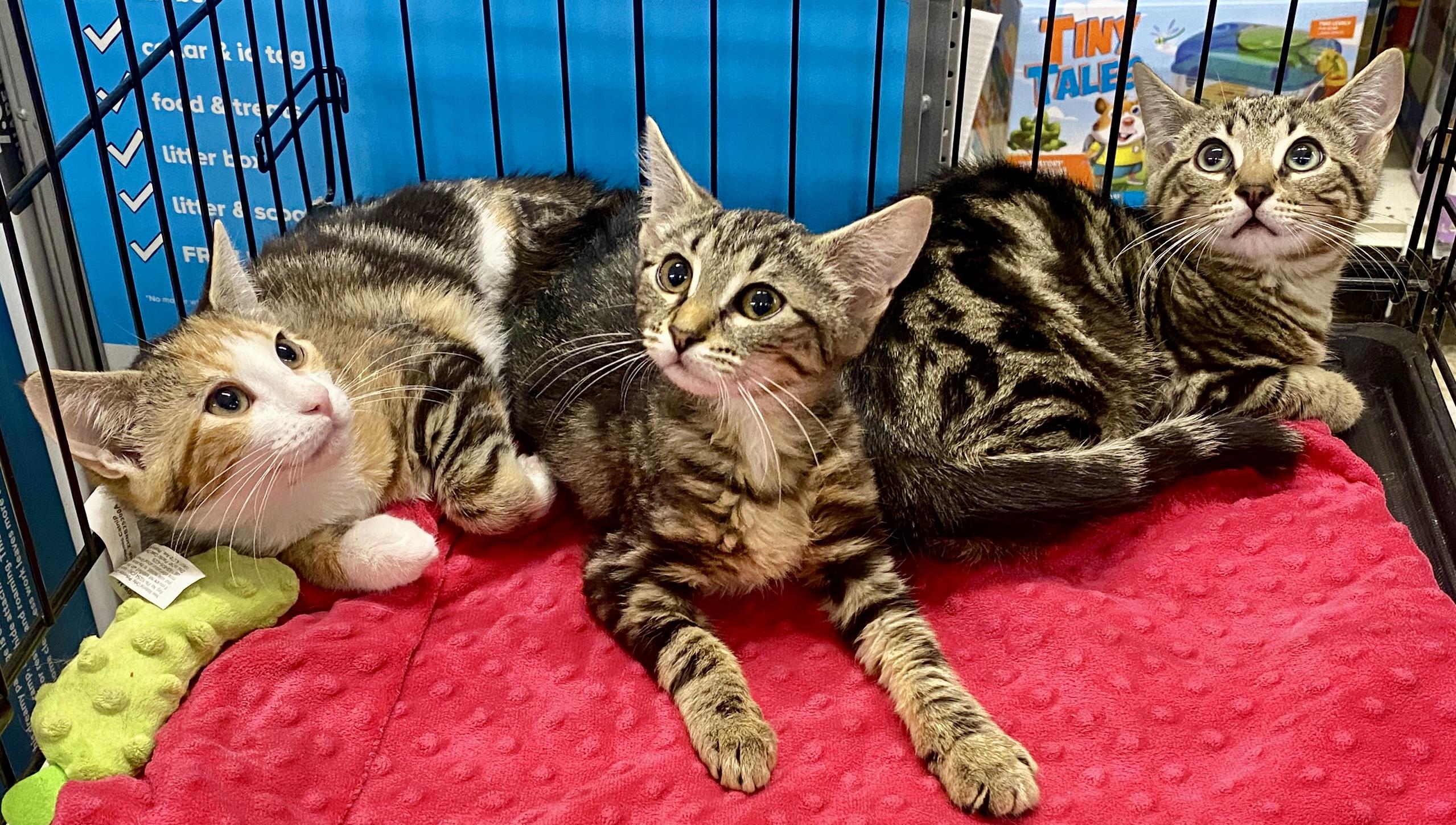 Marzipan, Yarrow & Linnea, a ADOPTABLE mixed breed in Red Bank, NJ image 2/3