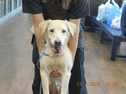 Enlarge Helga, a Adoptable mixed breed in North Richland Hills, TX image 1/1