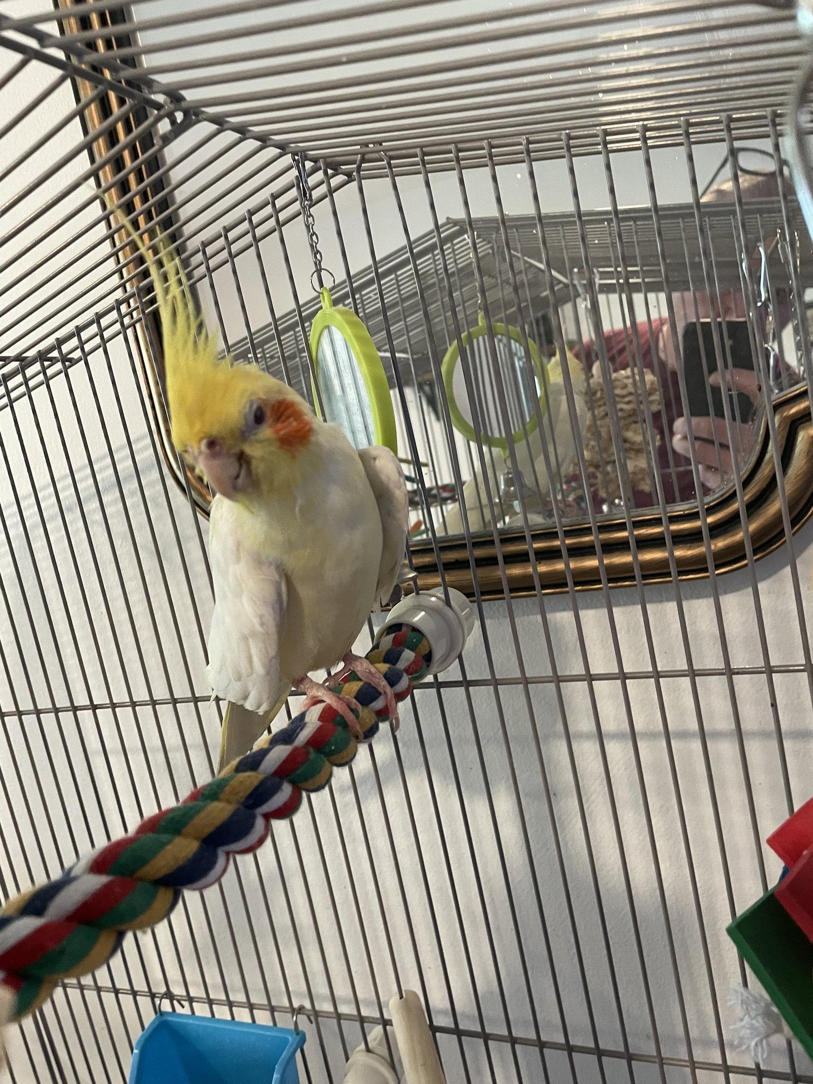 Enlarge Tiky, a Adoptable Cockatiel in Belford, NJ image 1/3