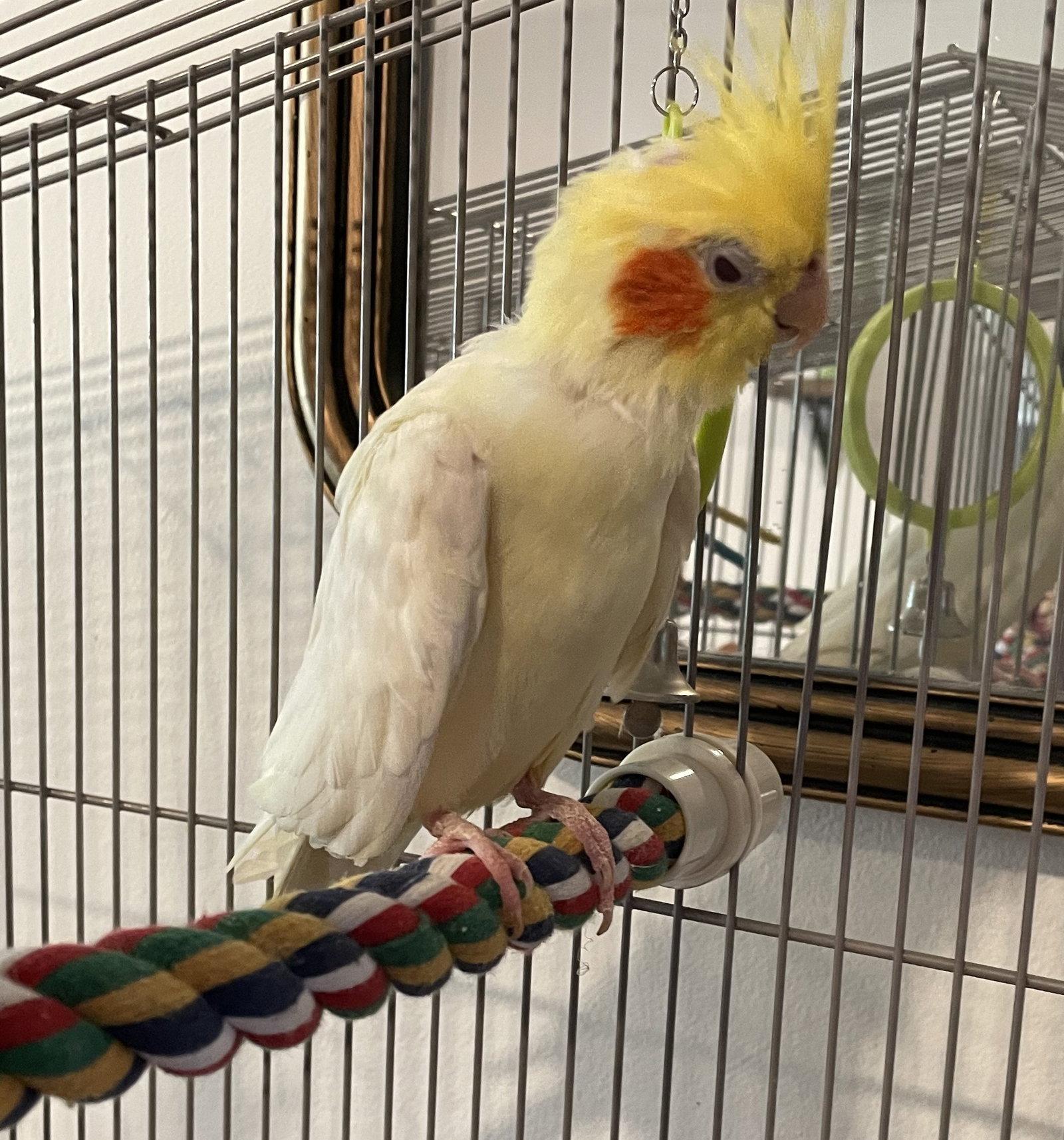 Enlarge Tiky, a Adoptable Cockatiel in Belford, NJ image 2/3