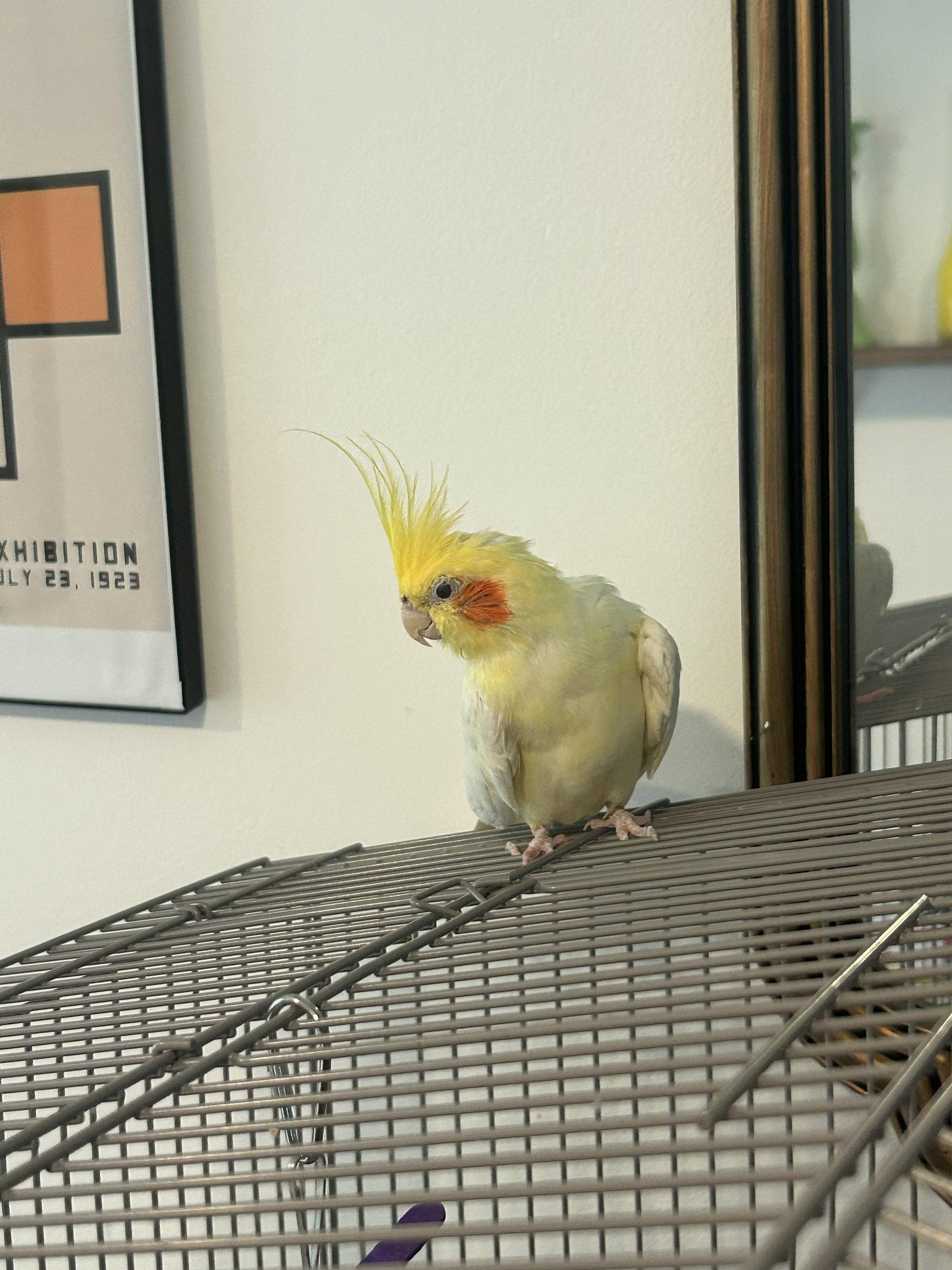 Enlarge Tiky, a Adoptable Cockatiel in Belford, NJ image 3/3