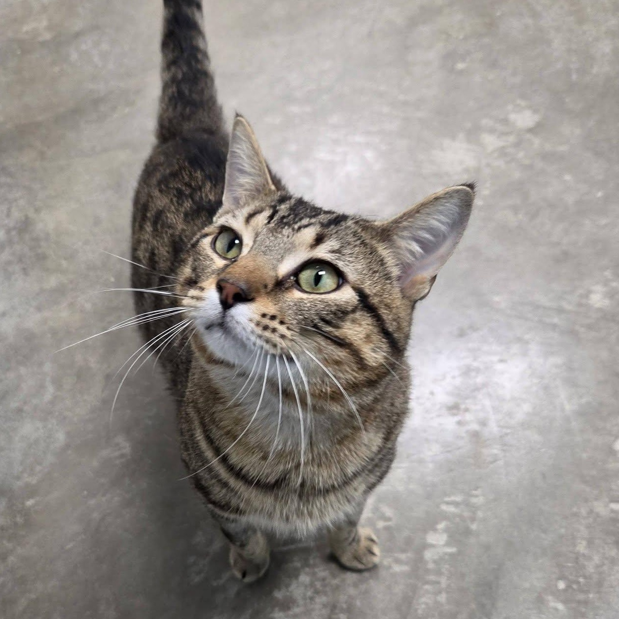 Hummus, adopted, Adult Male Domestic Short Hair.