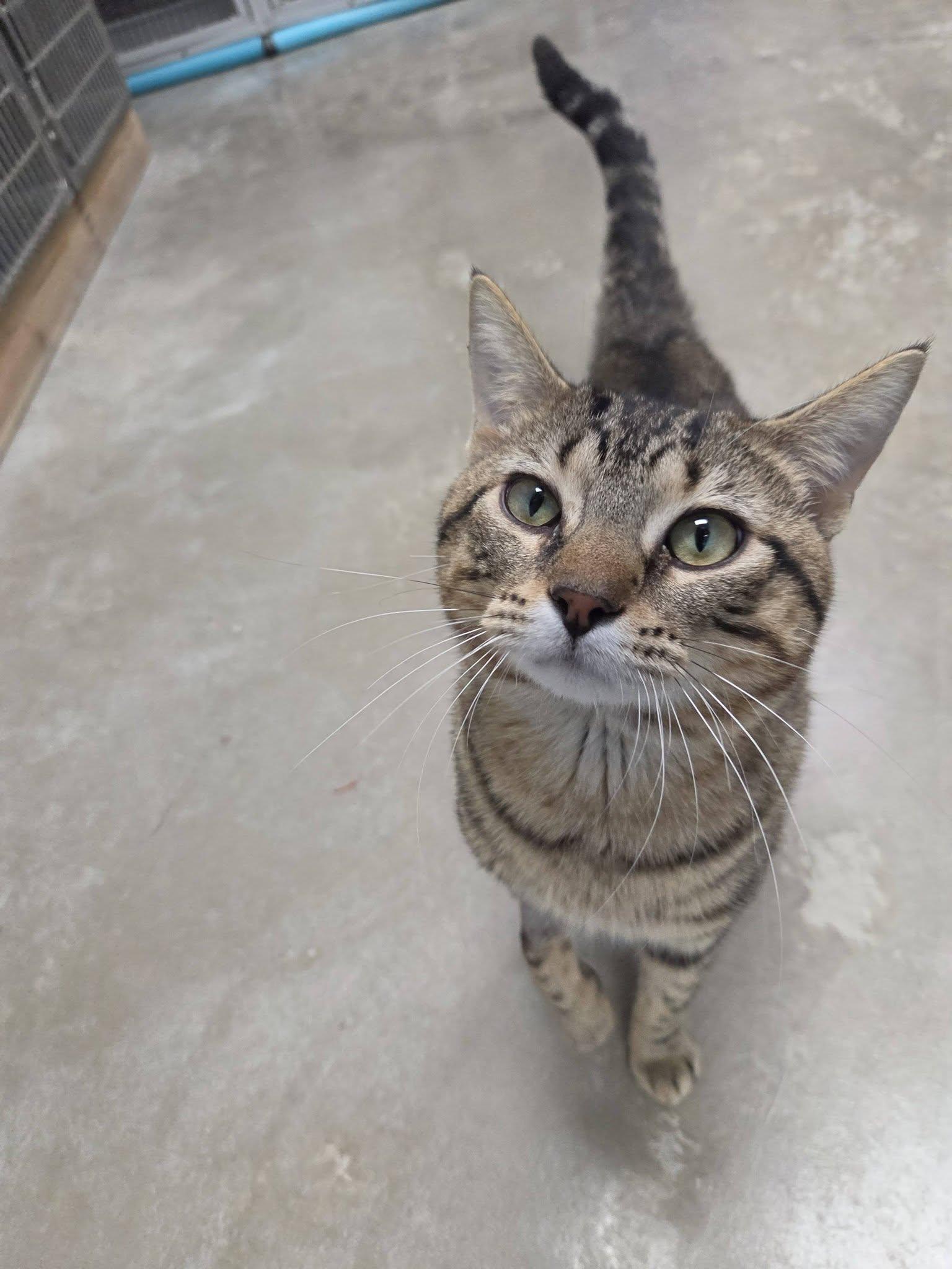 Hummus, an adopted Domestic Short Hair in Chilton, WI image 3/5