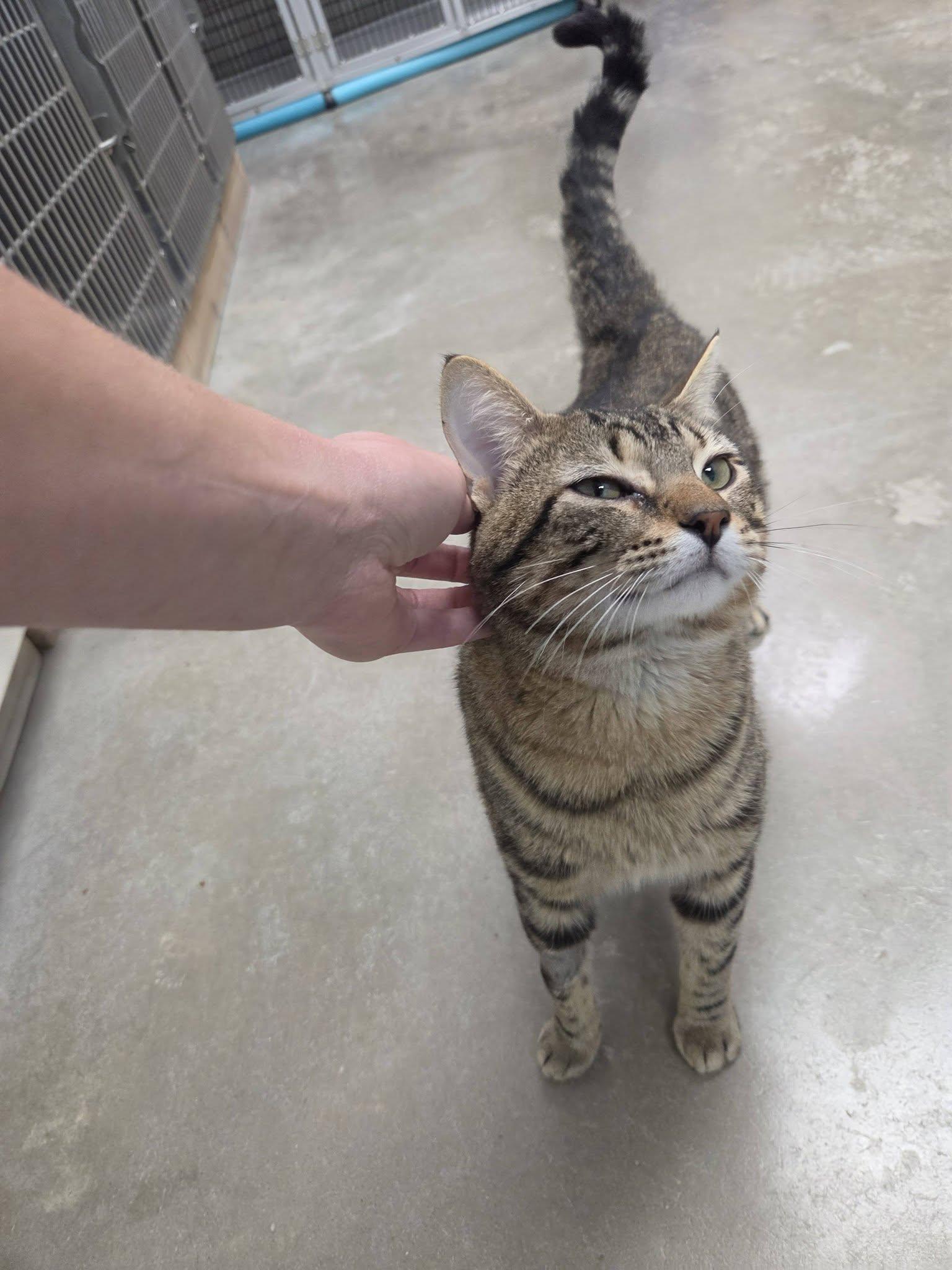 Hummus, an adopted Domestic Short Hair in Chilton, WI image 2/5