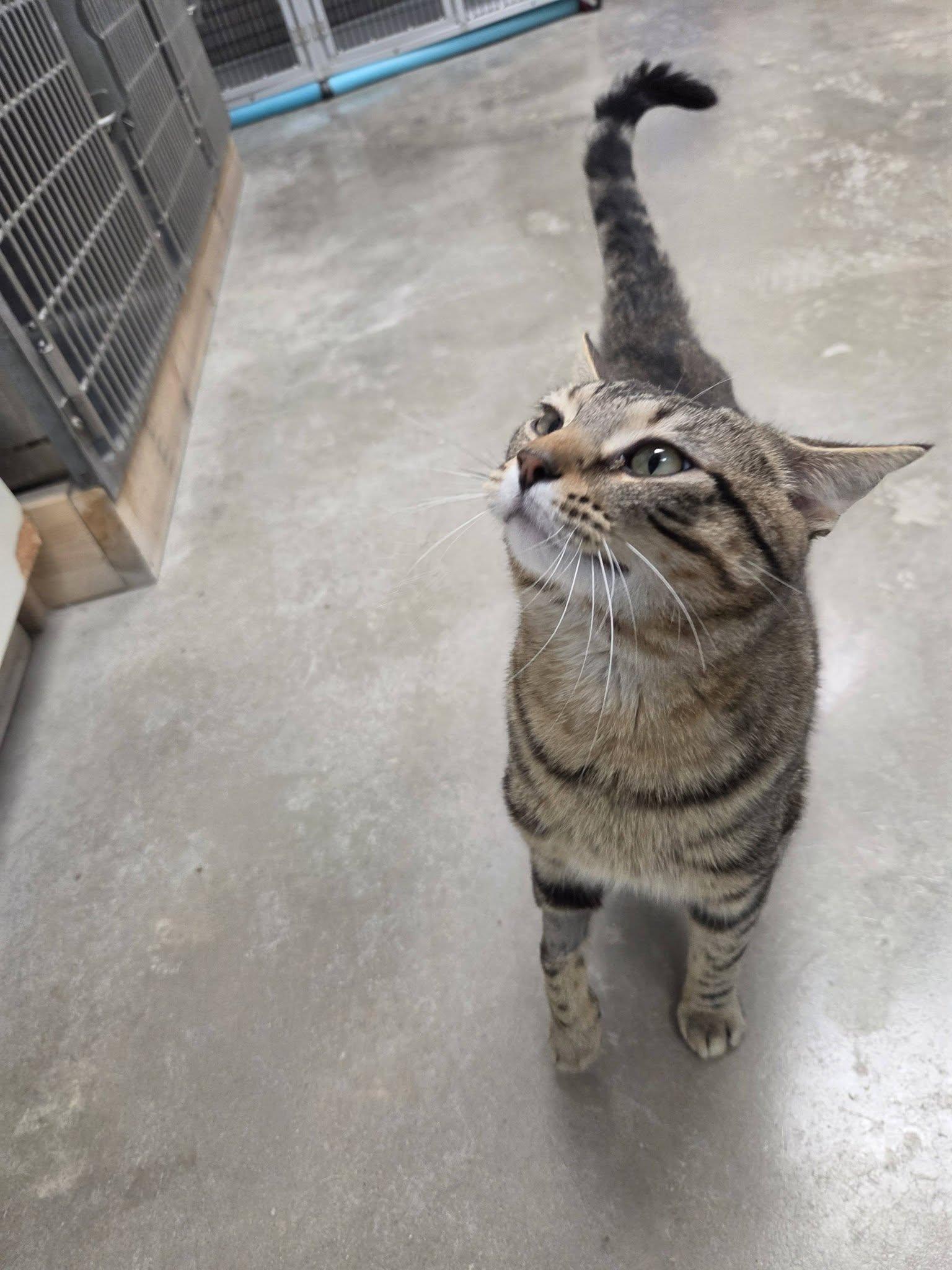 Hummus, an adopted Domestic Short Hair in Chilton, WI image 5/5