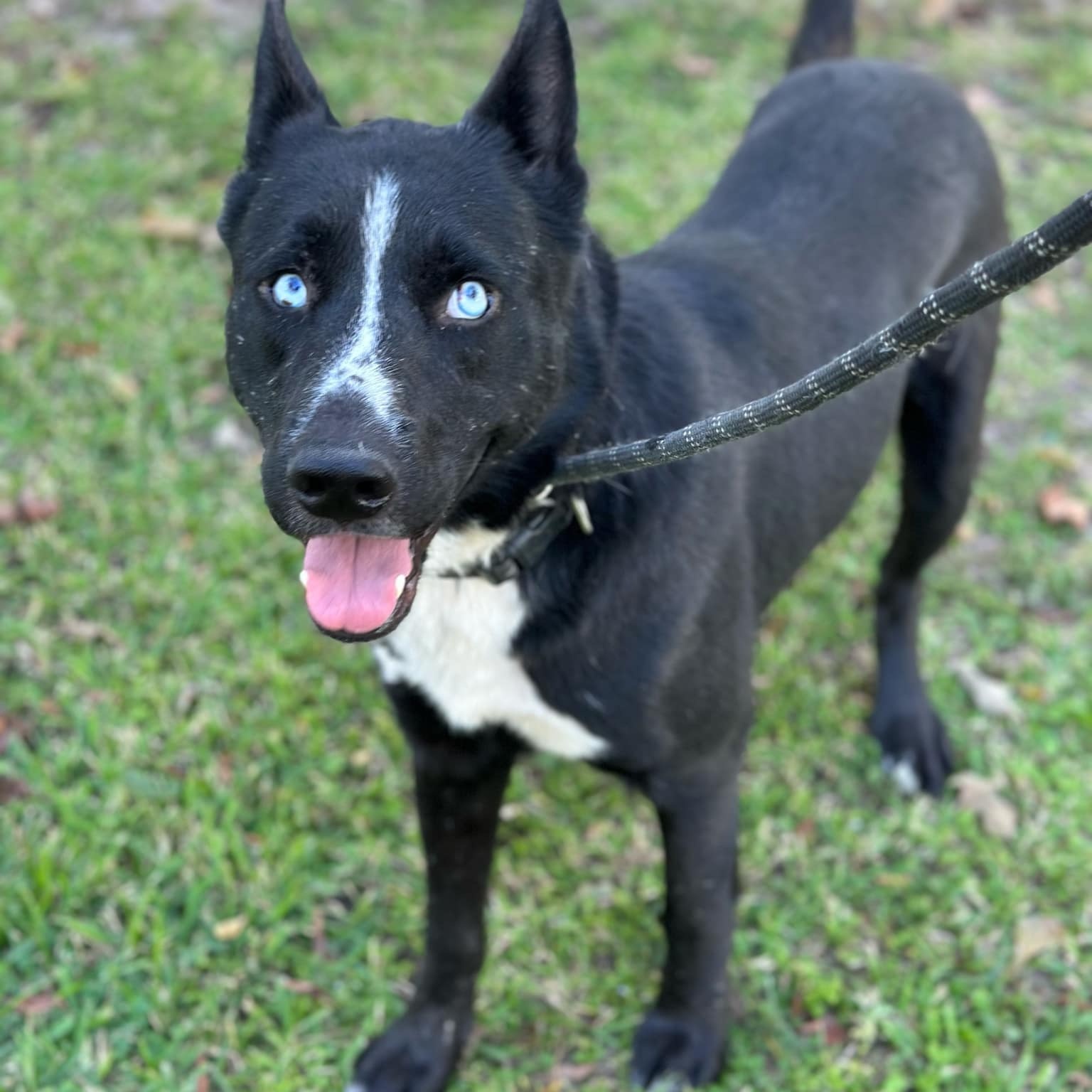 Dog for adoption Bluey, a Husky Mix in Geneseo , IL Petfinder