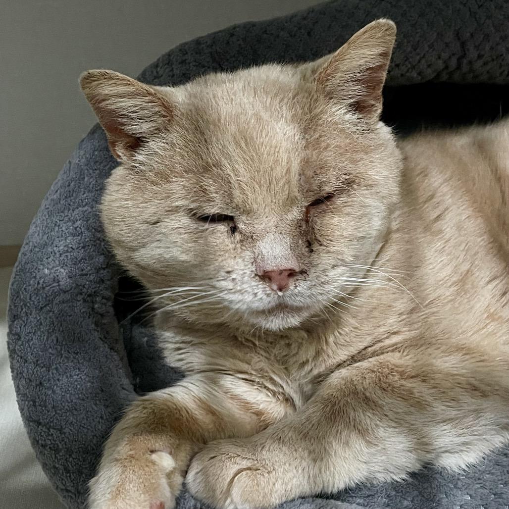 Bubba, Adoptable, Adult Male Domestic Short Hair.