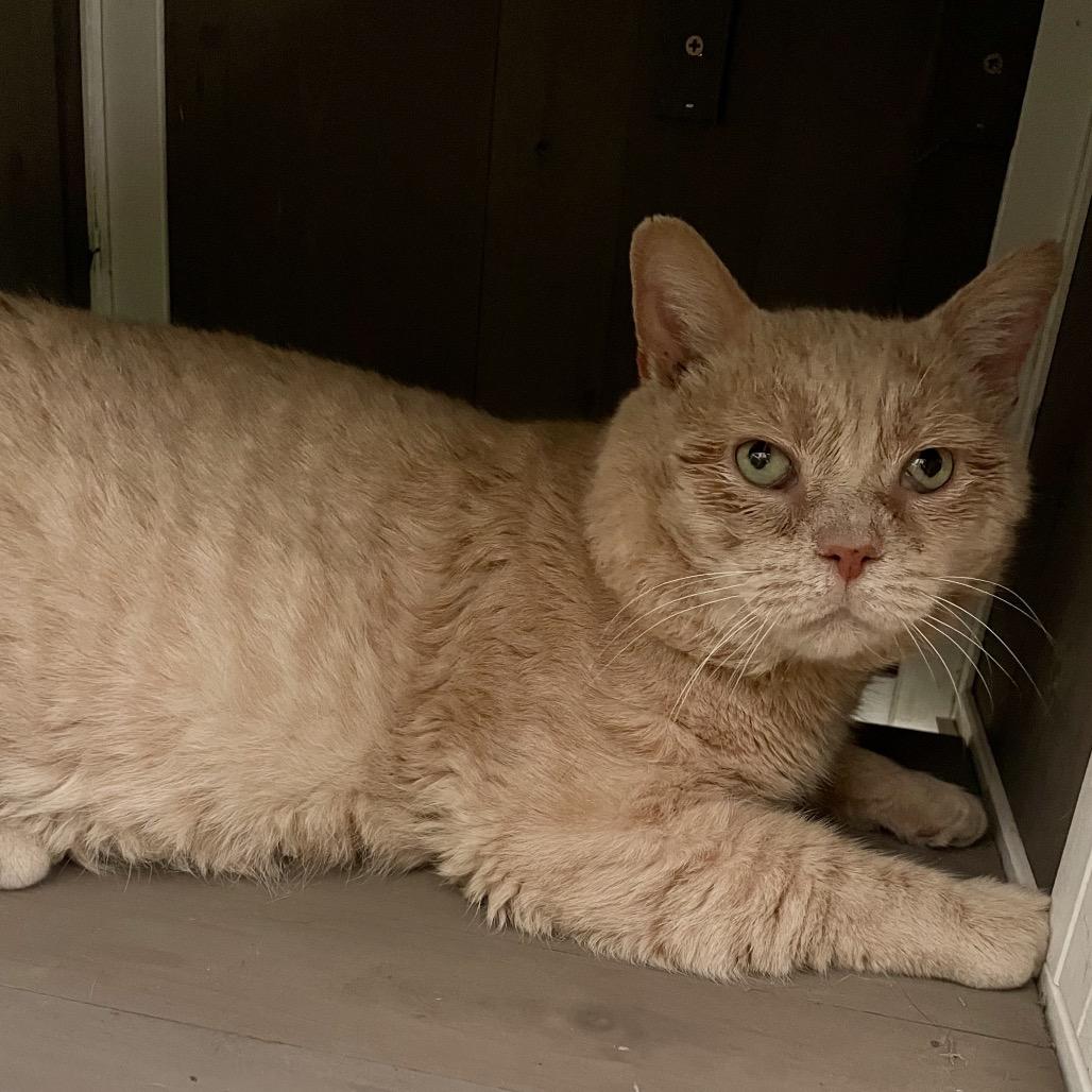 Enlarge Bubba, a Adoptable Domestic Short Hair in Fairmont, WV image 2/2