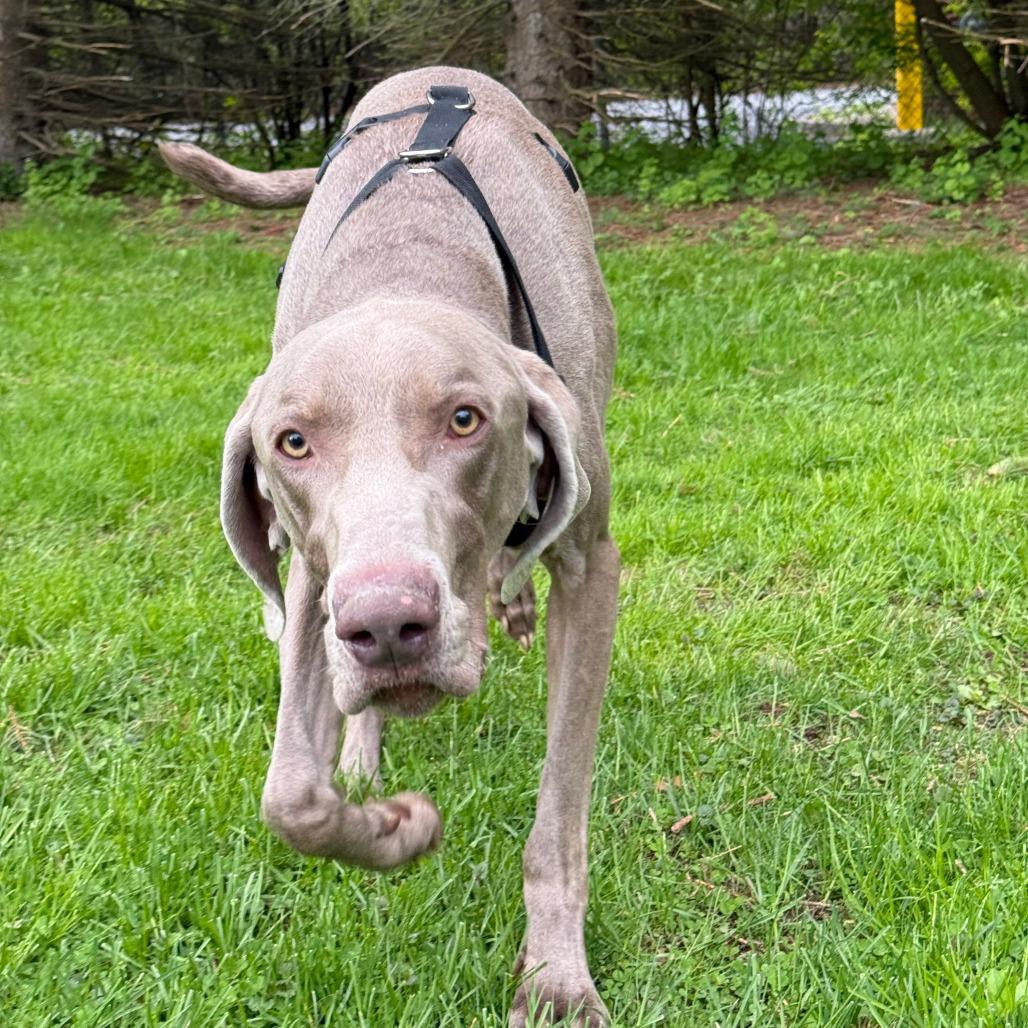 Clyde, Adoptable, Adult Male Weimaraner.