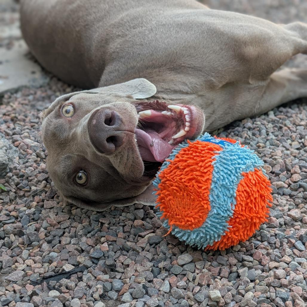 Enlarge Clyde, a Adoptable Weimaraner in Watertown, NY image 2/6