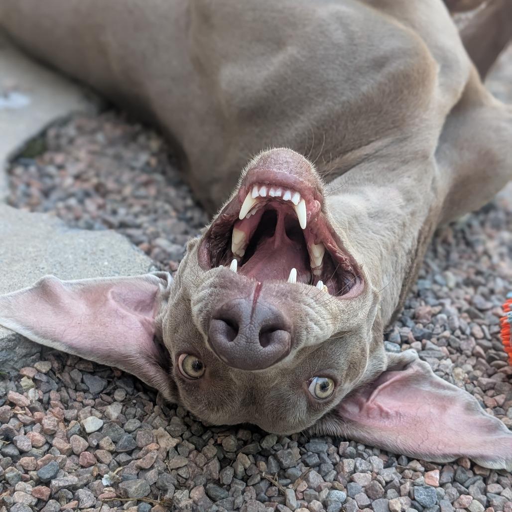 Enlarge Clyde, a Adoptable Weimaraner in Watertown, NY image 3/6