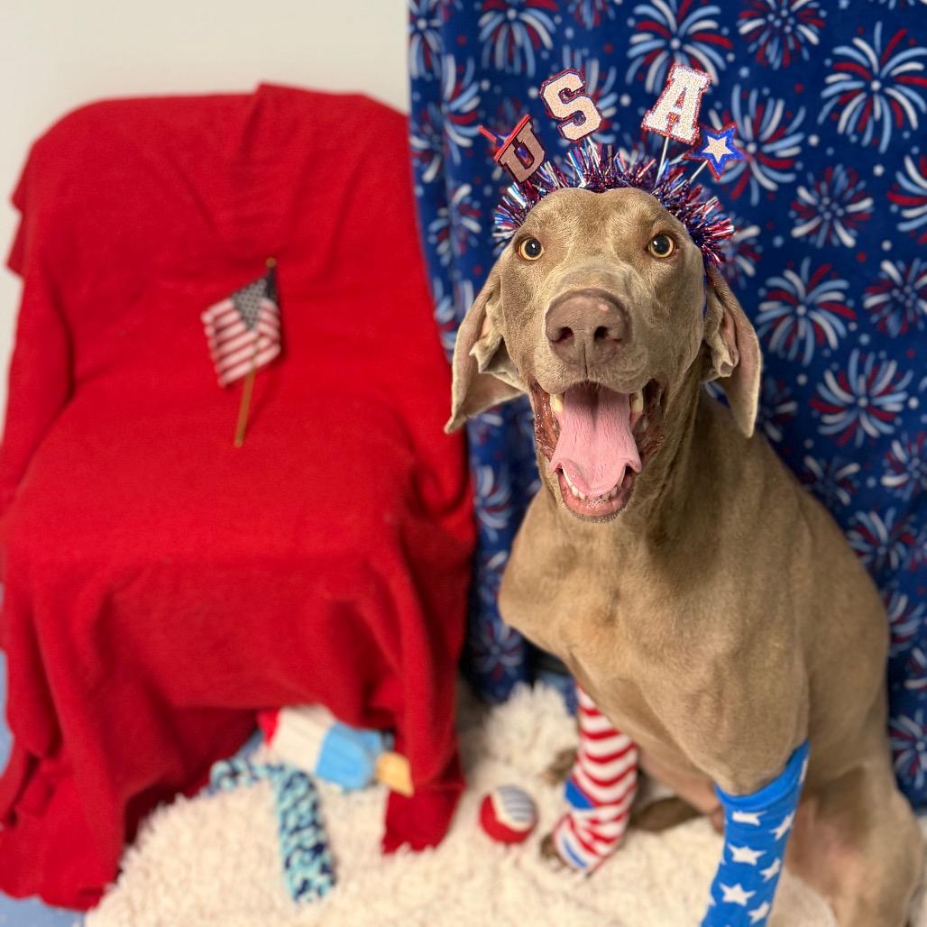 Enlarge Clyde, a Adoptable Weimaraner in Watertown, NY image 4/6