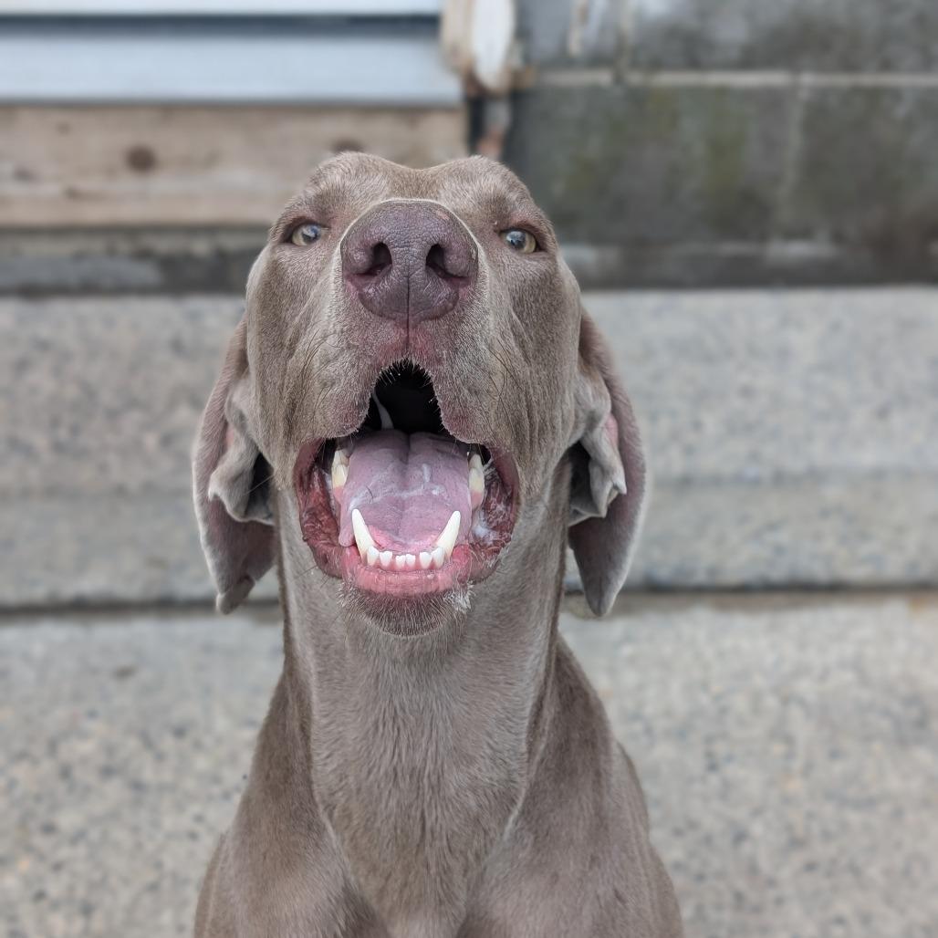 Enlarge Clyde, a Adoptable Weimaraner in Watertown, NY image 5/6