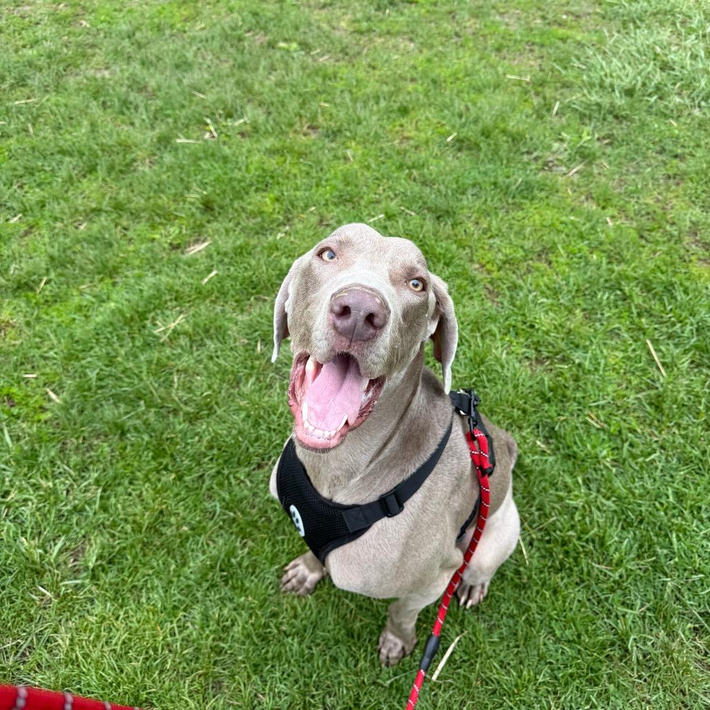 Enlarge Clyde, a Adoptable Weimaraner in Watertown, NY image 6/6