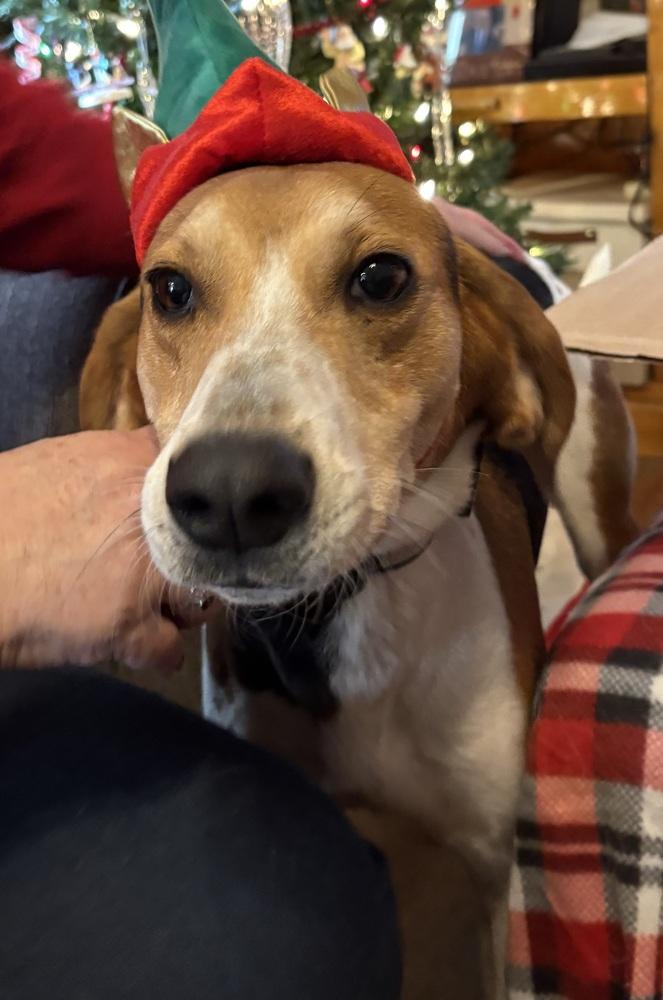 Enlarge Eddie, a Adoptable mixed breed in Louisa, VA image 2/4