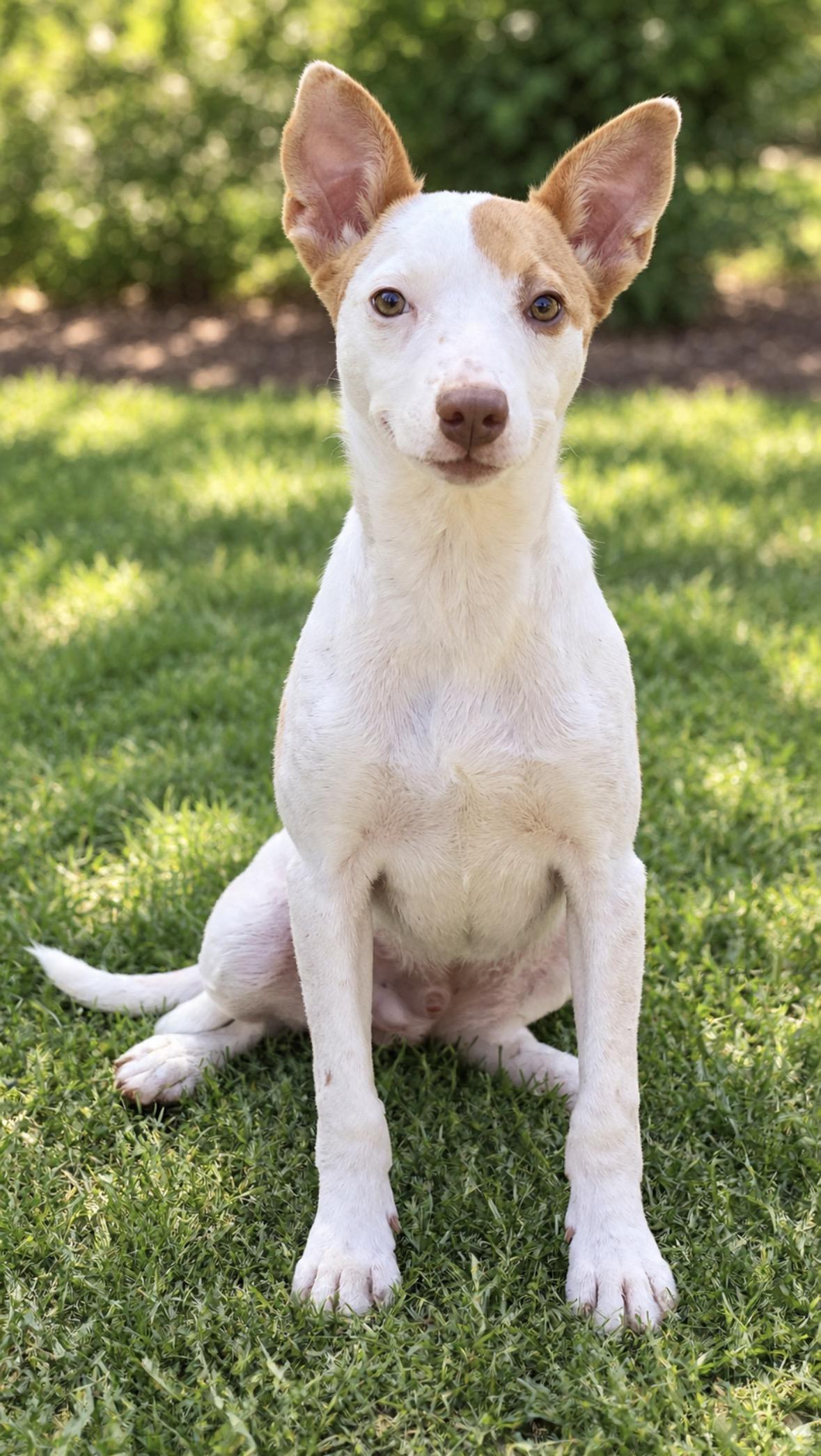 Enlarge Porter, a Adoptable mixed breed in Hartwell, GA image 1/1
