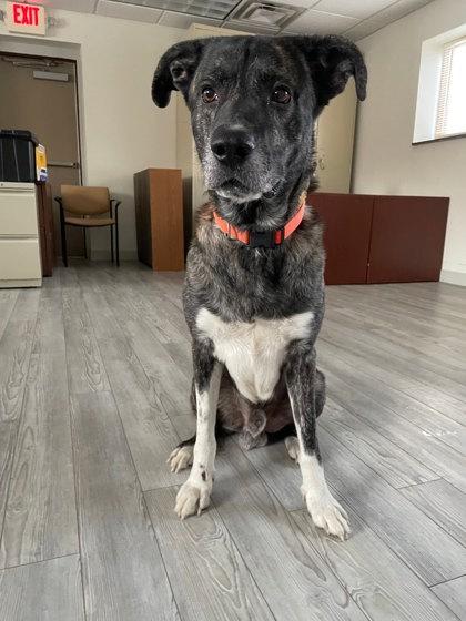 Hans, Adoptable, Adult Male Dutch Shepherd & Mixed Breed.