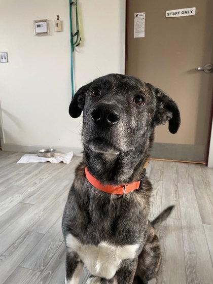 Enlarge Hans, a Adoptable mixed breed in South Bend, IN image 2/2