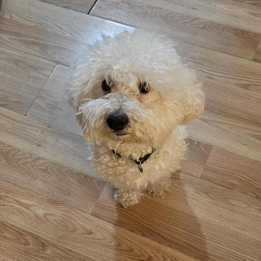 Snowball, Adoptable, Adult Male Bichon Frise & Mixed Breed.