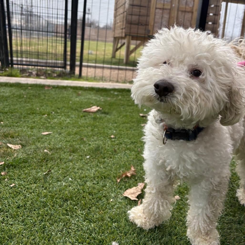 Enlarge Snowball, a Adoptable mixed breed in Grapevine, TX image 2/2