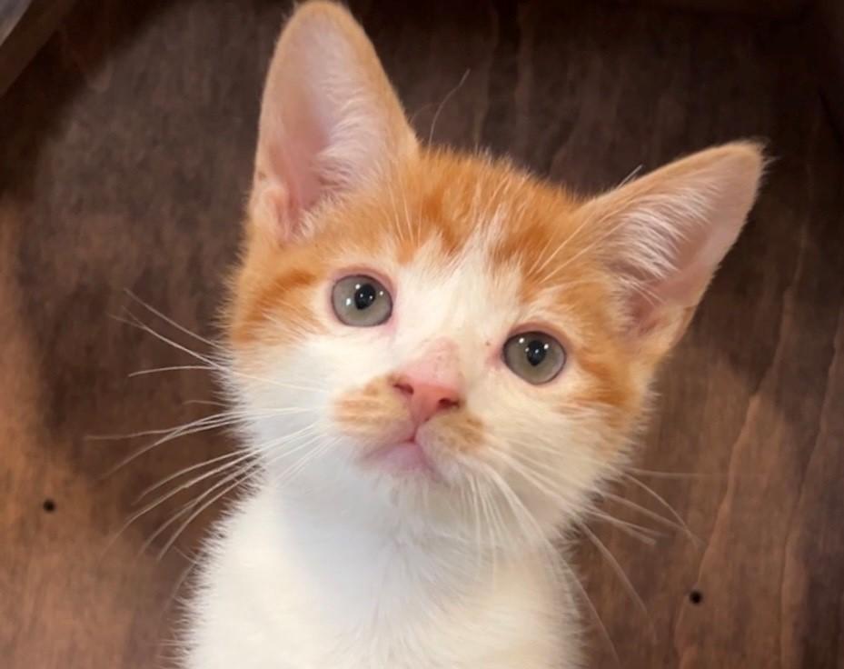 Pancake, an adopted Domestic Short Hair in Nashville, TN image 4/4