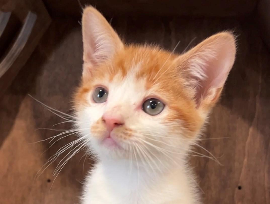 Pancake, an adopted Domestic Short Hair in Nashville, TN image 2/4
