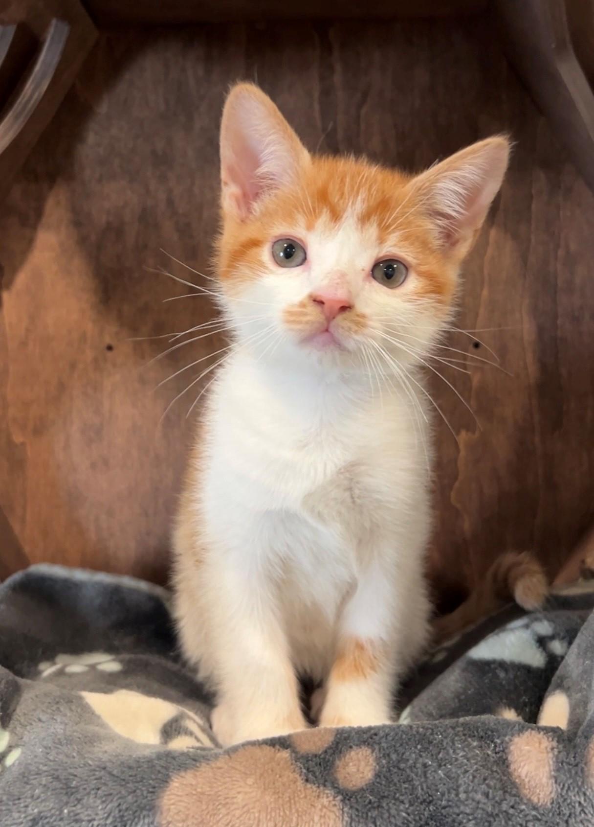 Pancake, adopted, Kitten Male Domestic Short Hair.