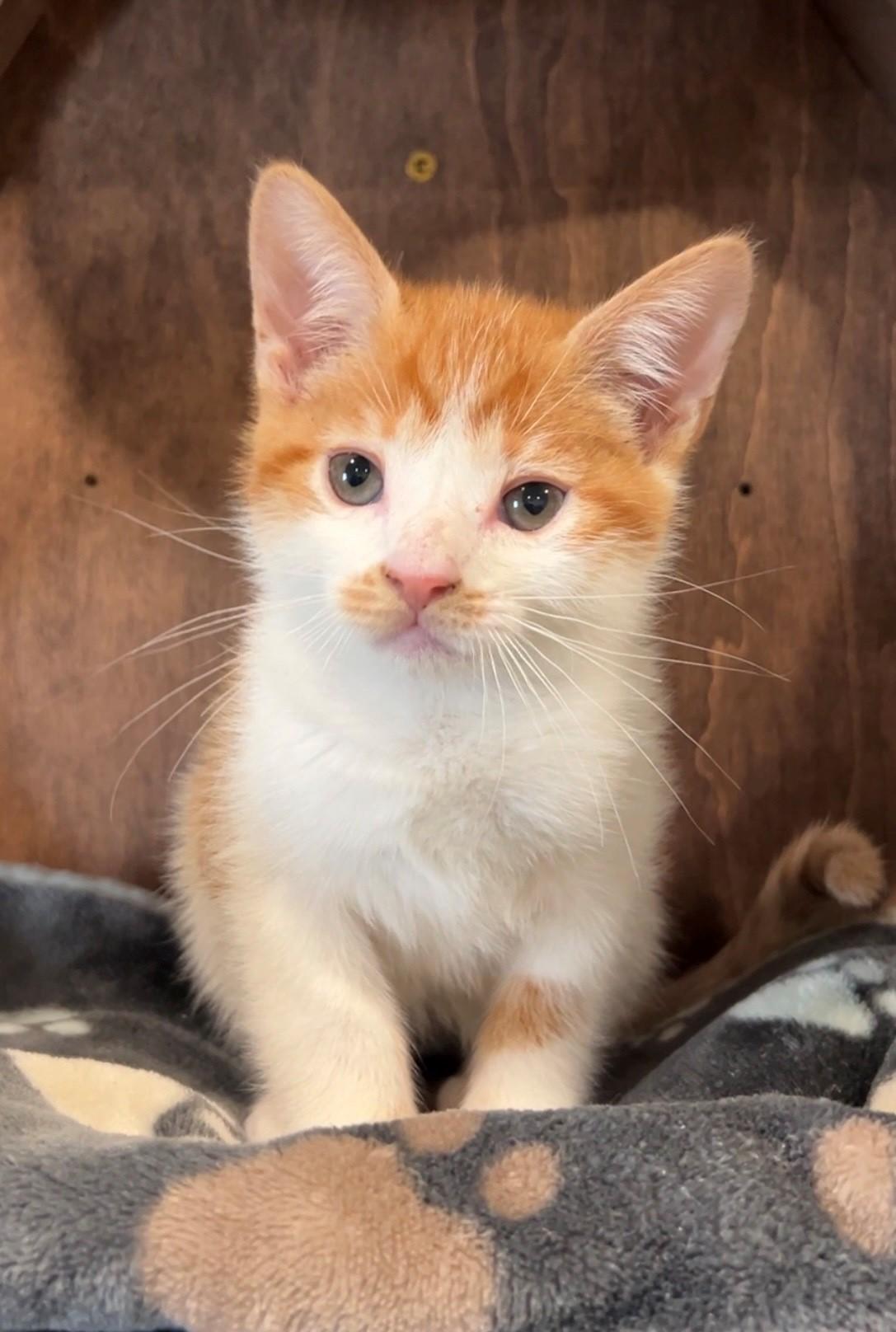 Pancake, an adopted Domestic Short Hair in Nashville, TN image 3/4