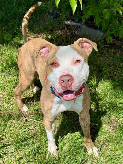 Enlarge CRABMEAT, a Adoptable mixed breed in Olivette, MO image 1/1