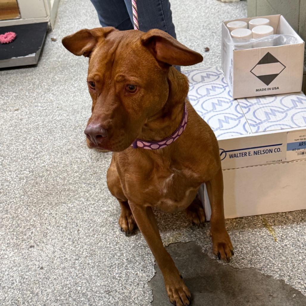 Enlarge Nala, a Adoptable Pit Bull Terrier in Coos Bay, OR image 1/1