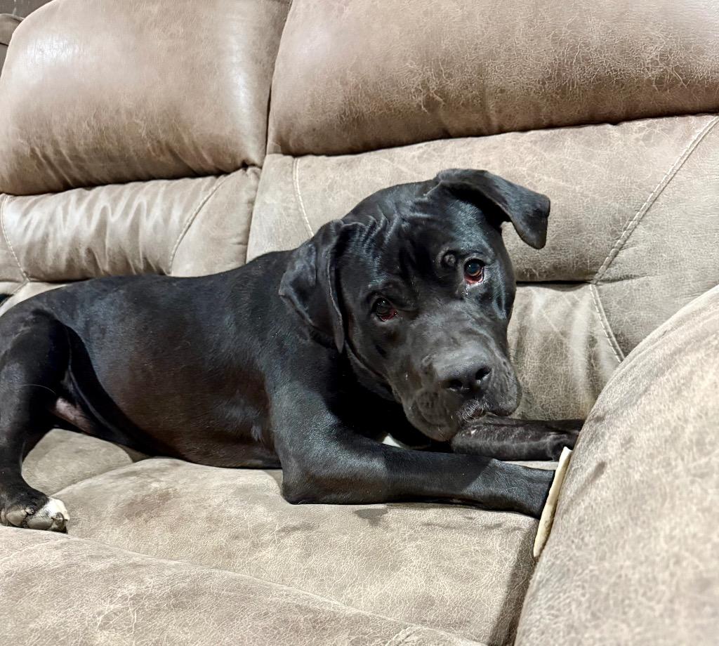 Enlarge Prince, a Adoptable Pit Bull Terrier in Decatur, IN image 1/5