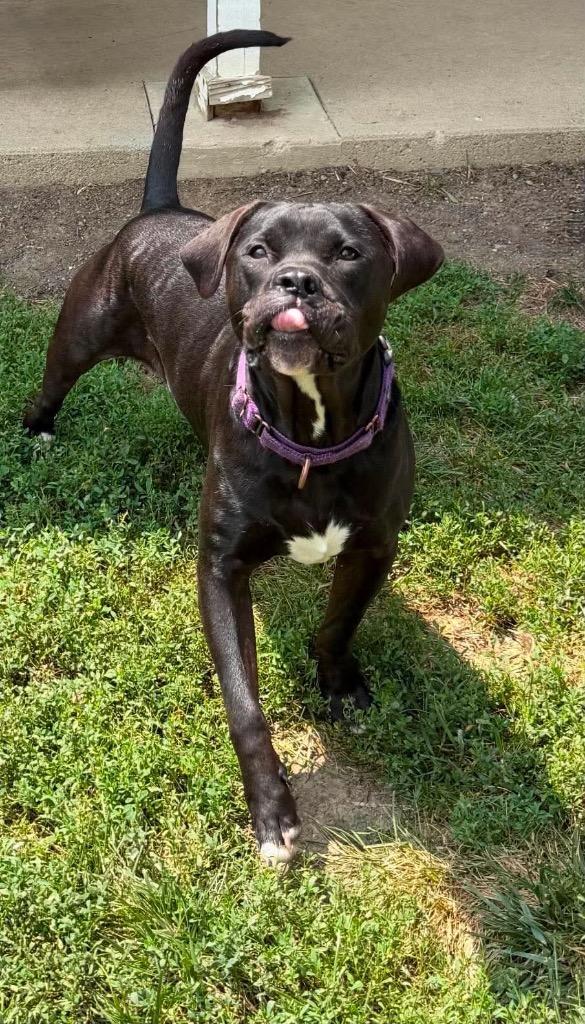 Enlarge Prince, a Adoptable Pit Bull Terrier in Decatur, IN image 4/6
