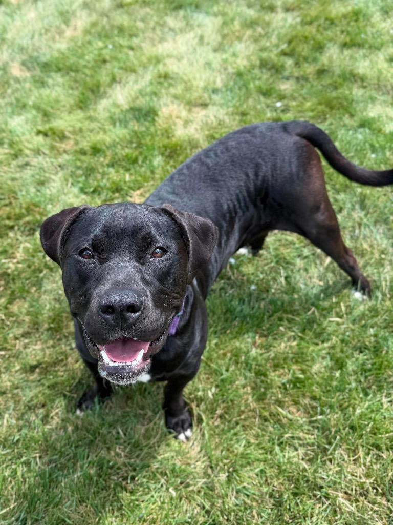 Enlarge Prince, a Adoptable Pit Bull Terrier in Decatur, IN image 5/6