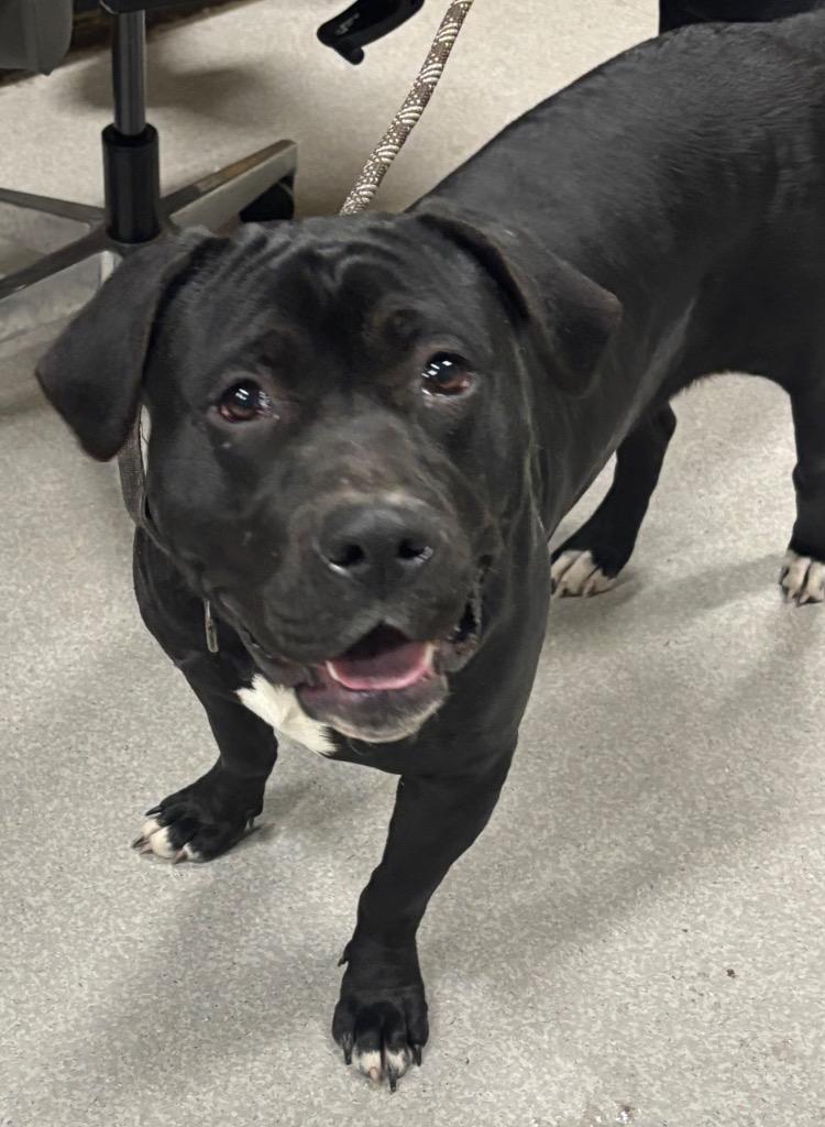 Enlarge Prince, a Adoptable Pit Bull Terrier in Decatur, IN image 5/5